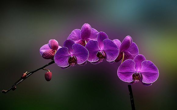 留学加拿大 机票