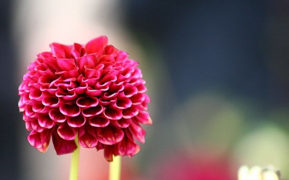 伦敦大学学院租房